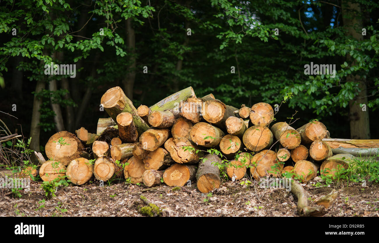 Pile cut logs stacked in hi-res stock photography and images - Alamy
