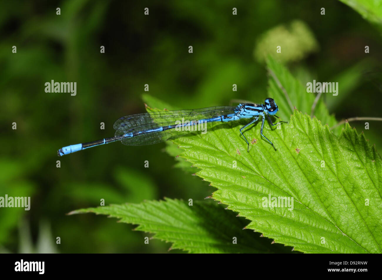 Azure Damselfly, Coenagrion puella Stock Photo - Alamy