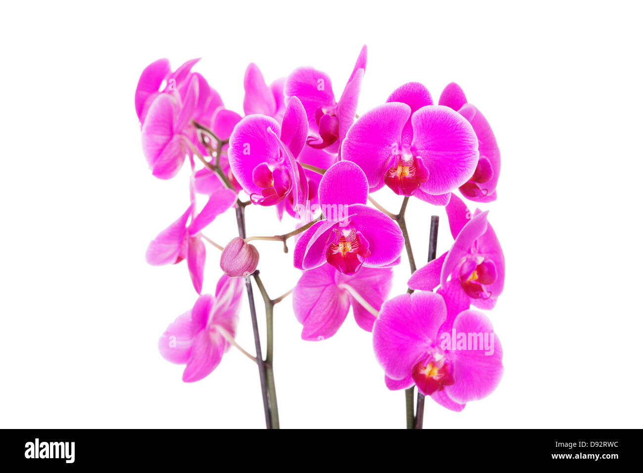 Pink orchid isolated on white background Stock Photo - Alamy