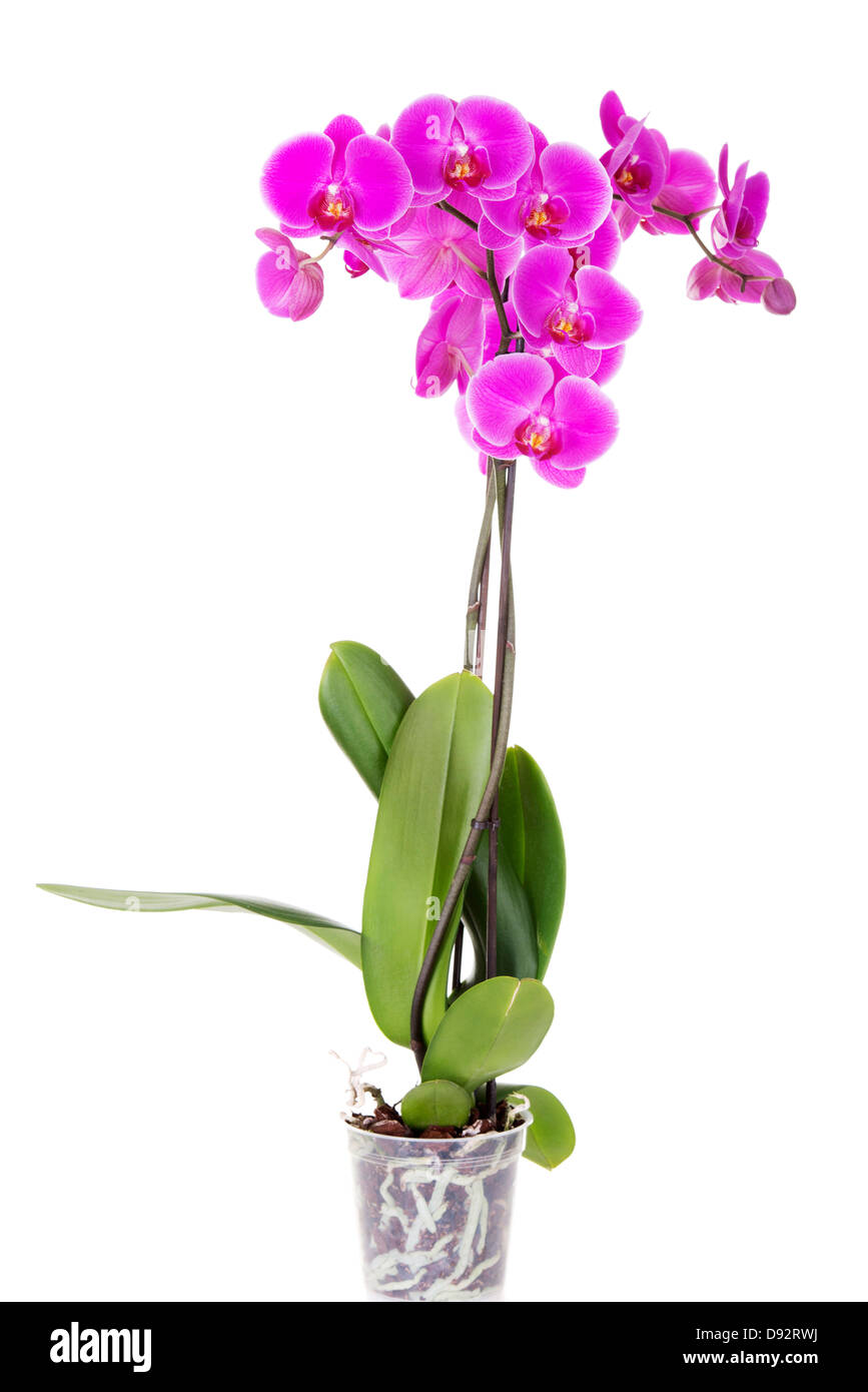 Pink orchid isolated on white background Stock Photo - Alamy