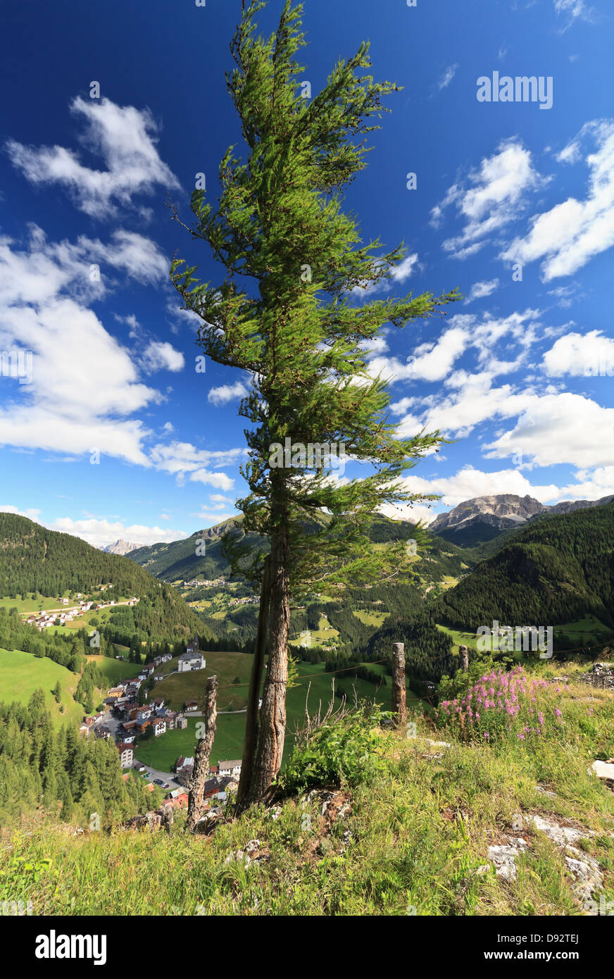 Alpine larch forest italy summer hi-res stock photography and images ...