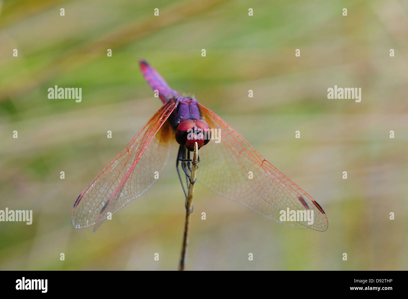 Scarlet Dragonfly, Crocothemis erythraea, male Stock Photo