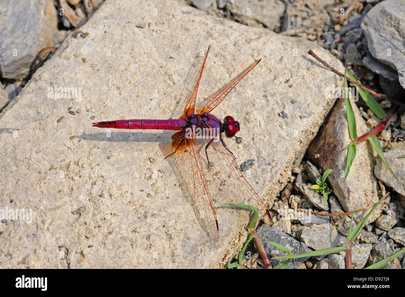 Scarlet Dragonfly, Crocothemis erythraea, male Stock Photo