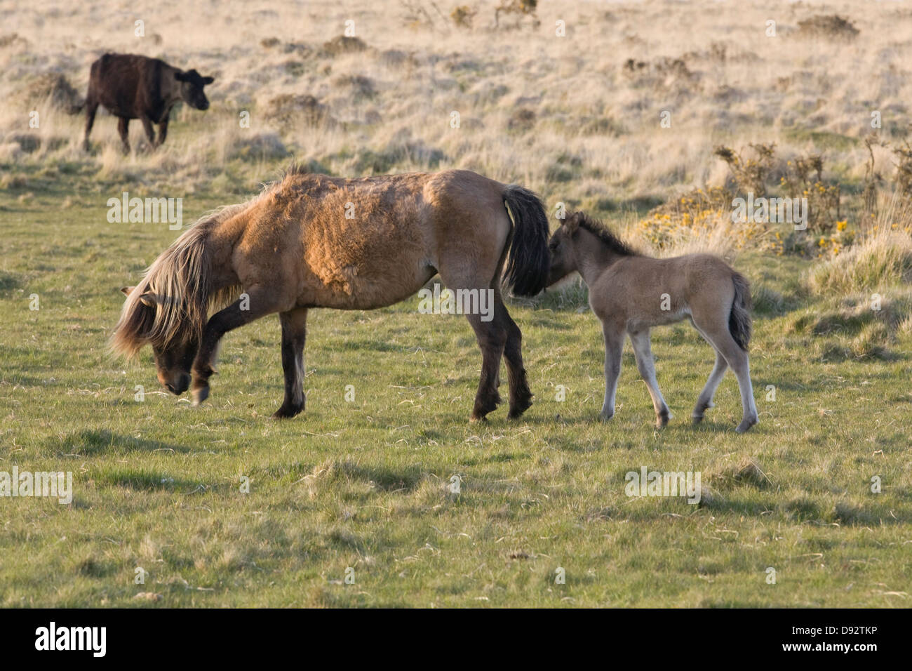 Dartmoor Hill Ponies and foals Dartmoor national park Devon England