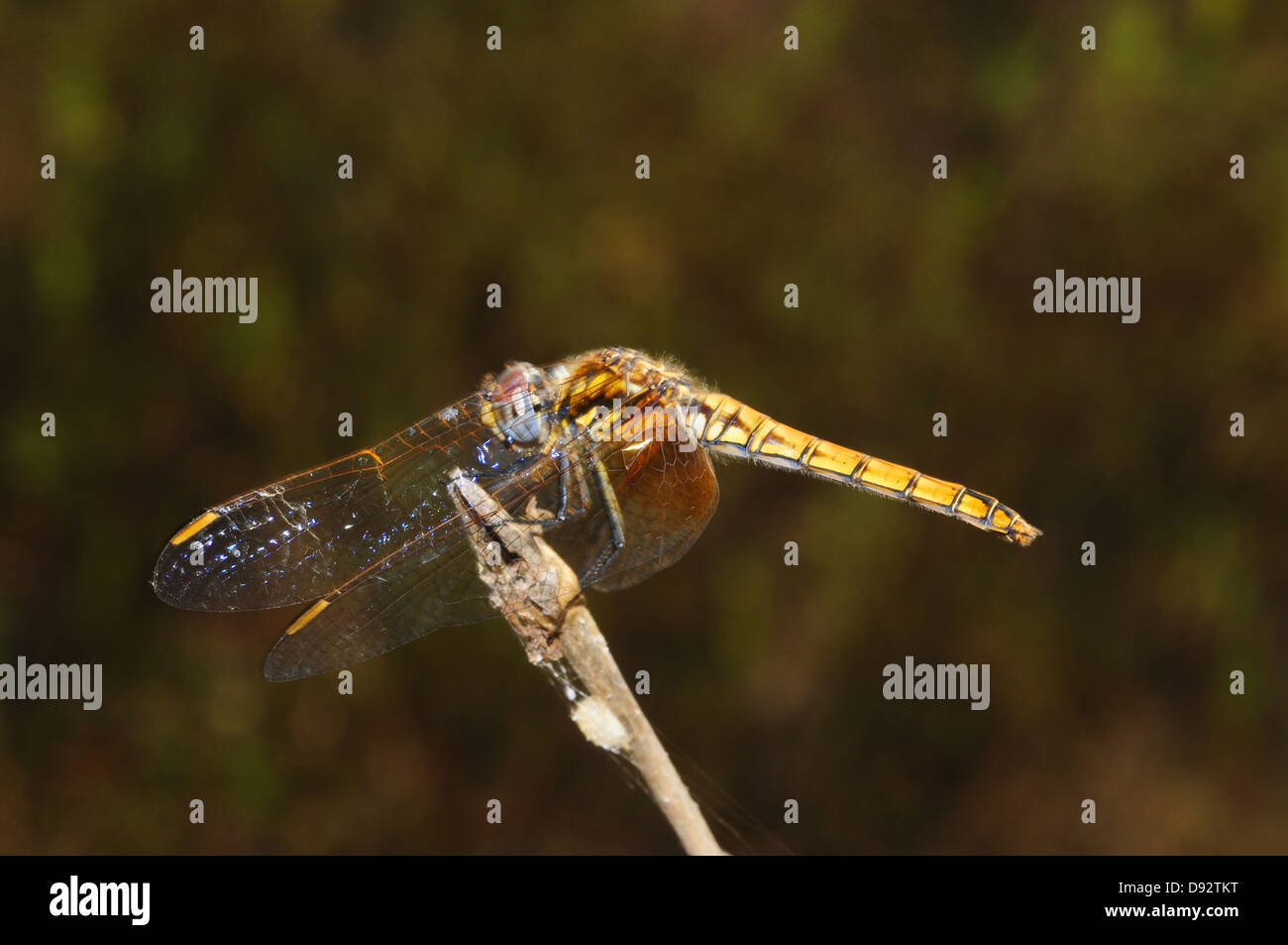 Scarlet Dragonfly, Crocothemis erythraea, female Stock Photo