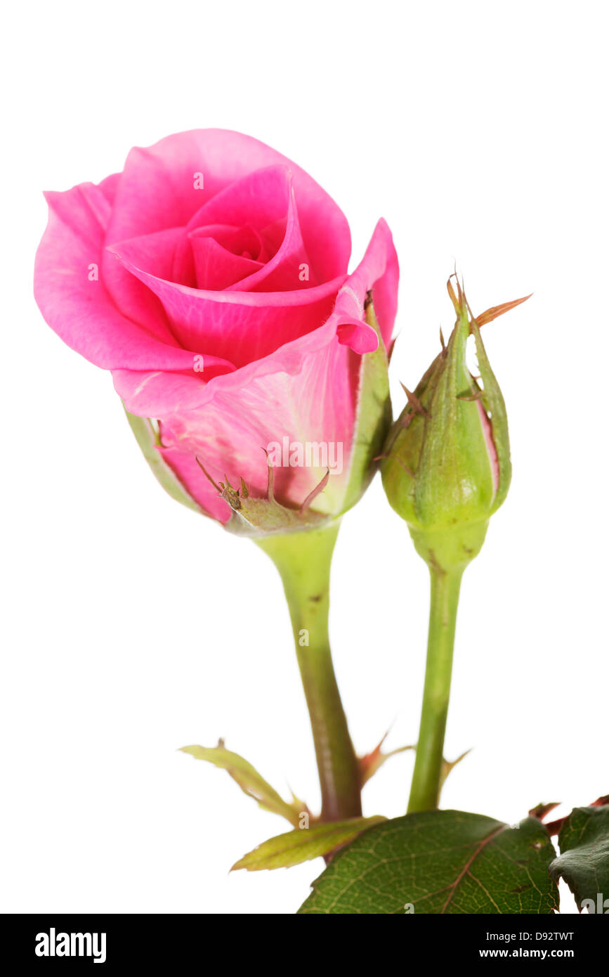 Pink rose close up. Isolated on white Stock Photo - Alamy