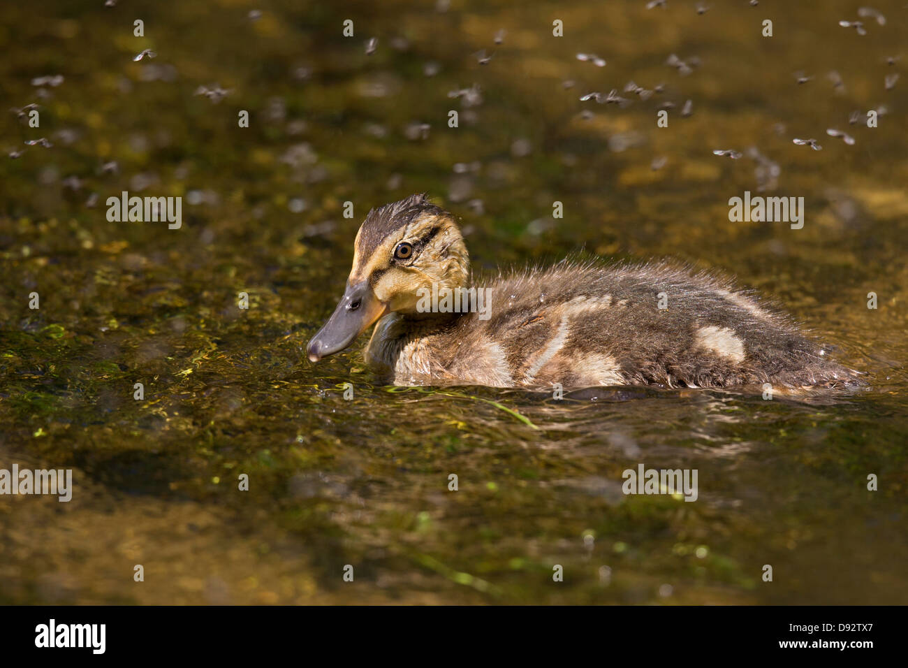 River insects hi-res stock photography and images - Alamy