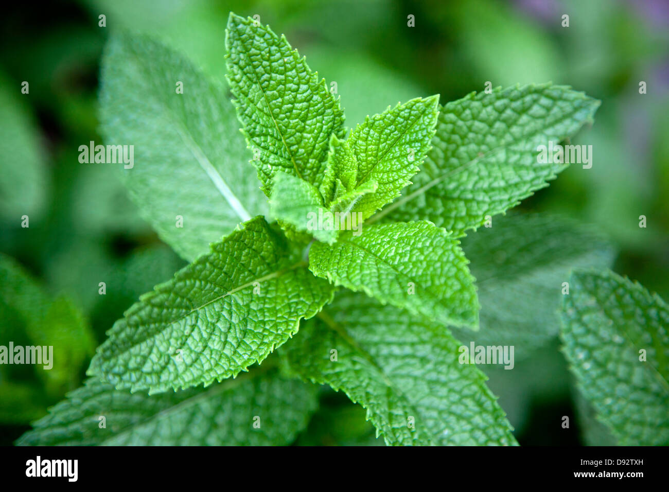 Leaves on a mint plant (Lamiaceae), close-up Stock Photo