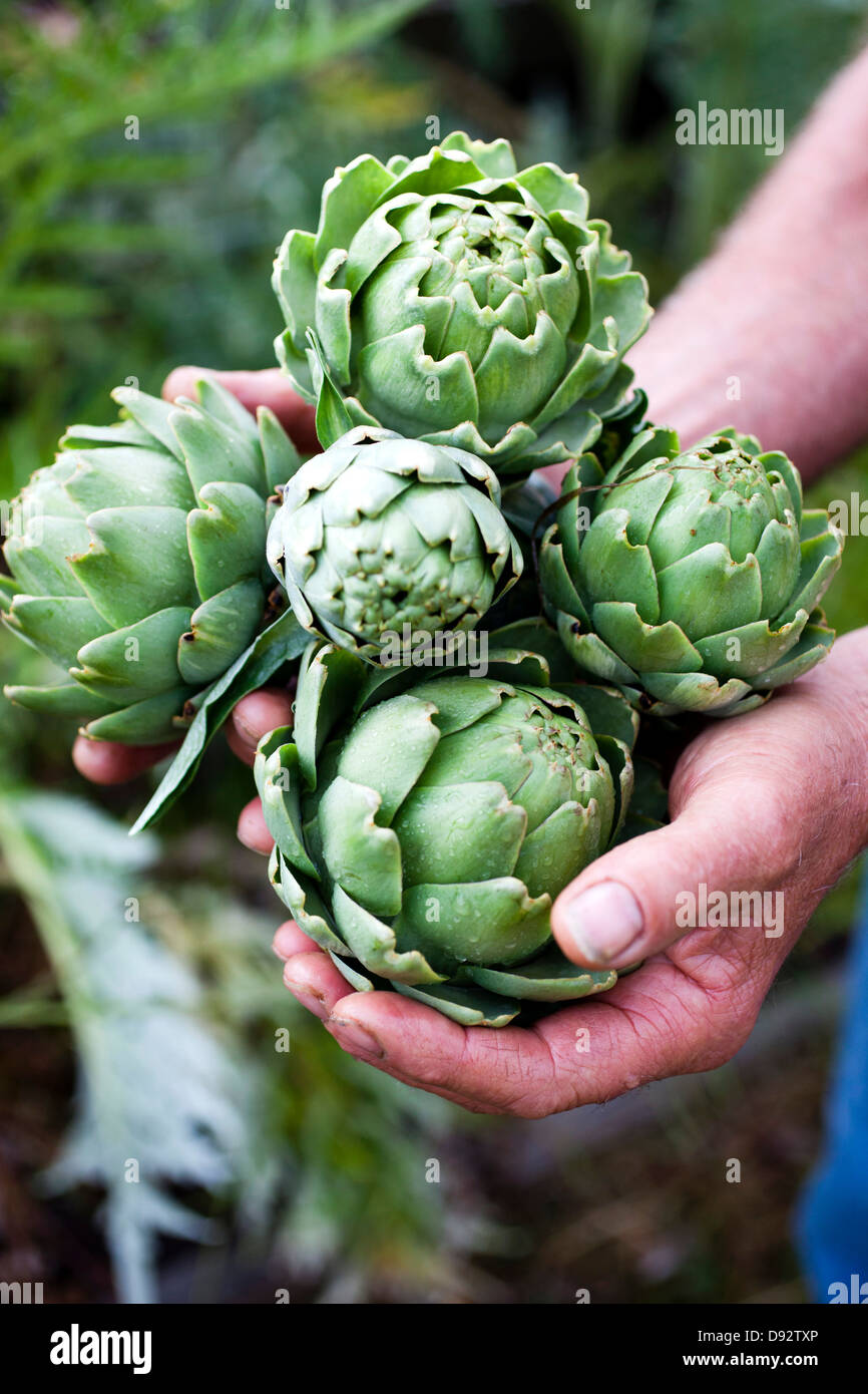 Artichoke 5