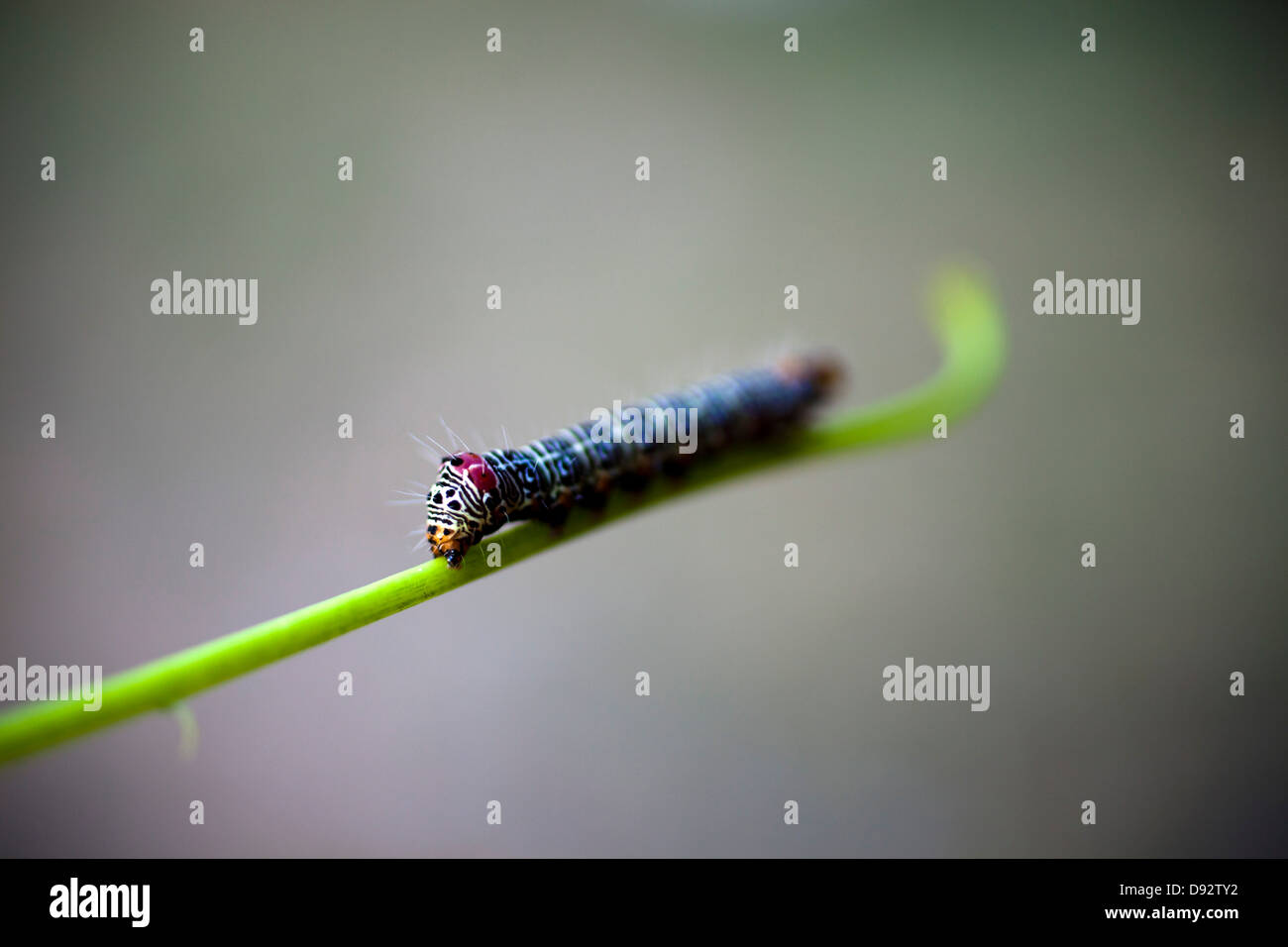 A vibrantly patterned caterpillar on a green stem, extreme close up Stock Photo