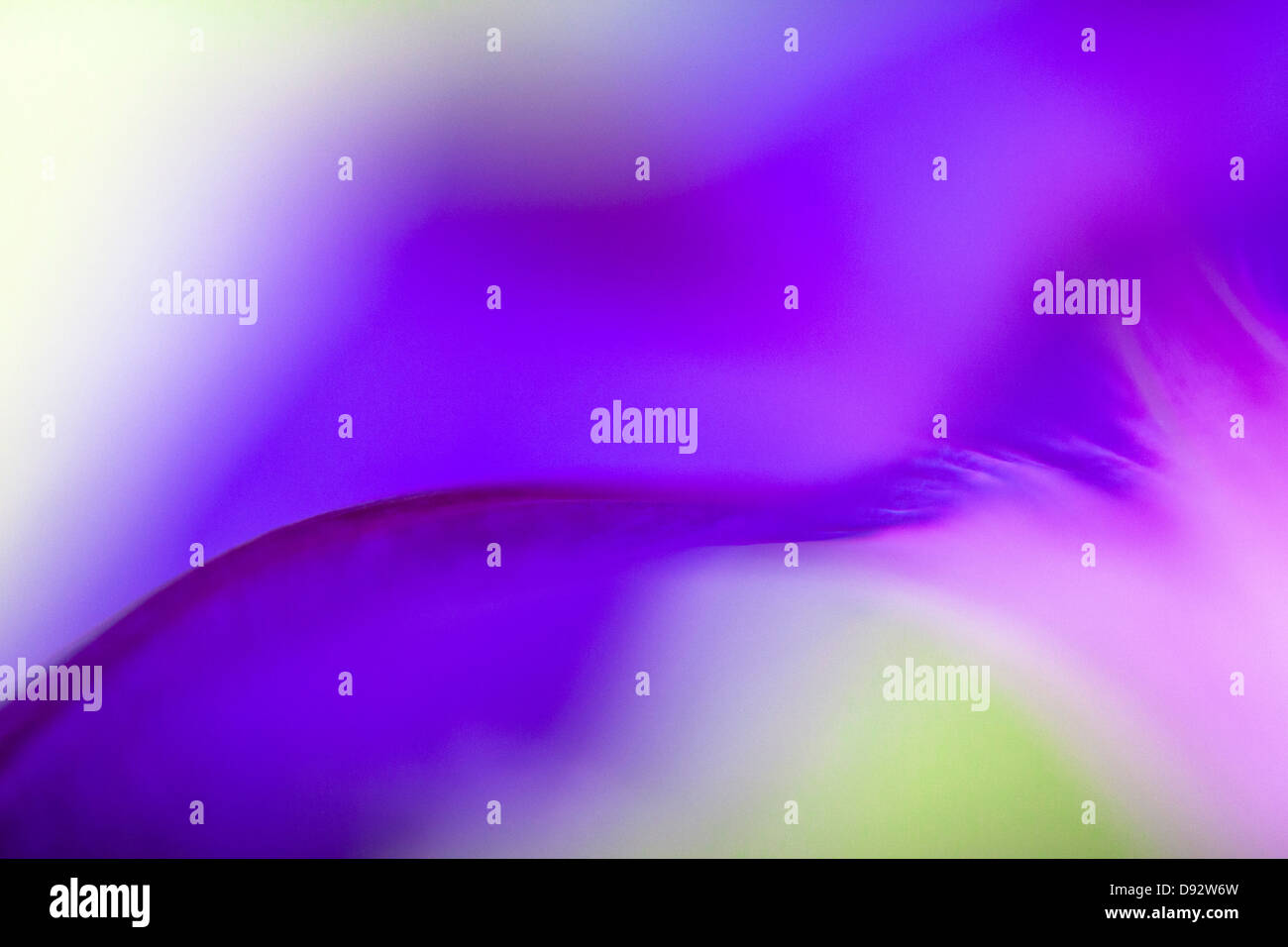 Ethereal macro of a vibrant purple pansy petal Stock Photo