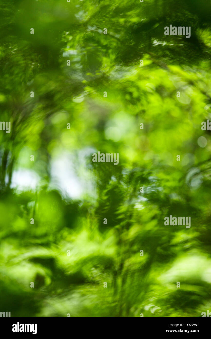 Water reflection of foliage Stock Photo