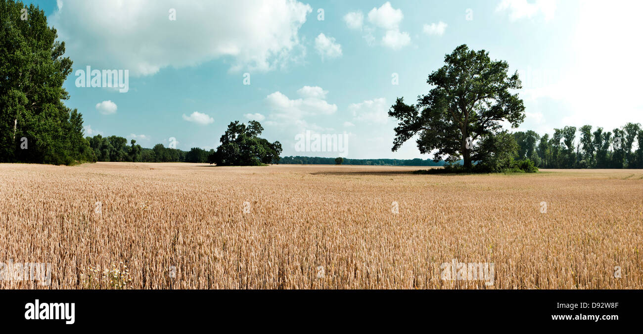 Vast hay fields in Czech Republic Stock Photo