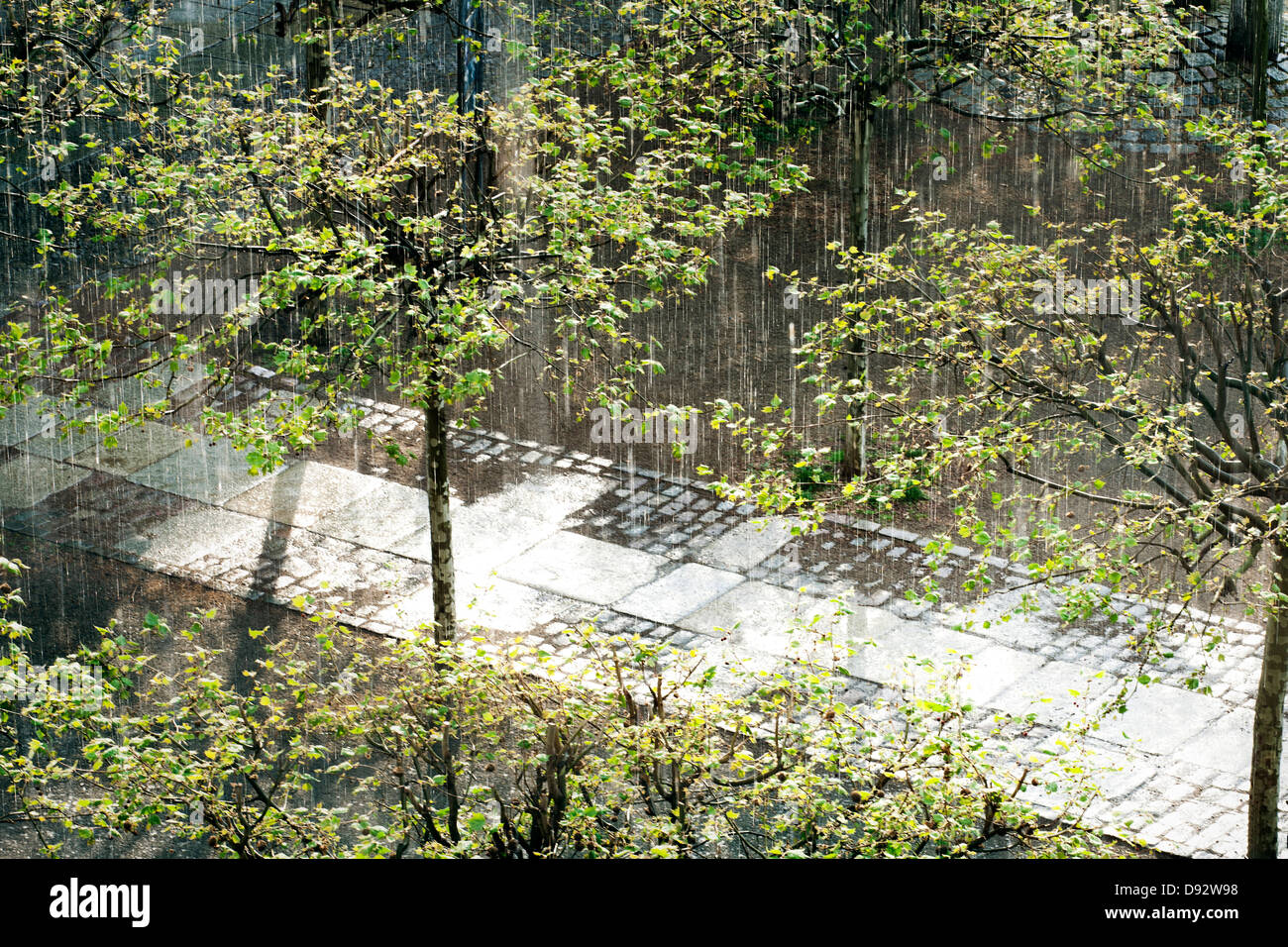 Falling summer rain on trees Stock Photo Alamy