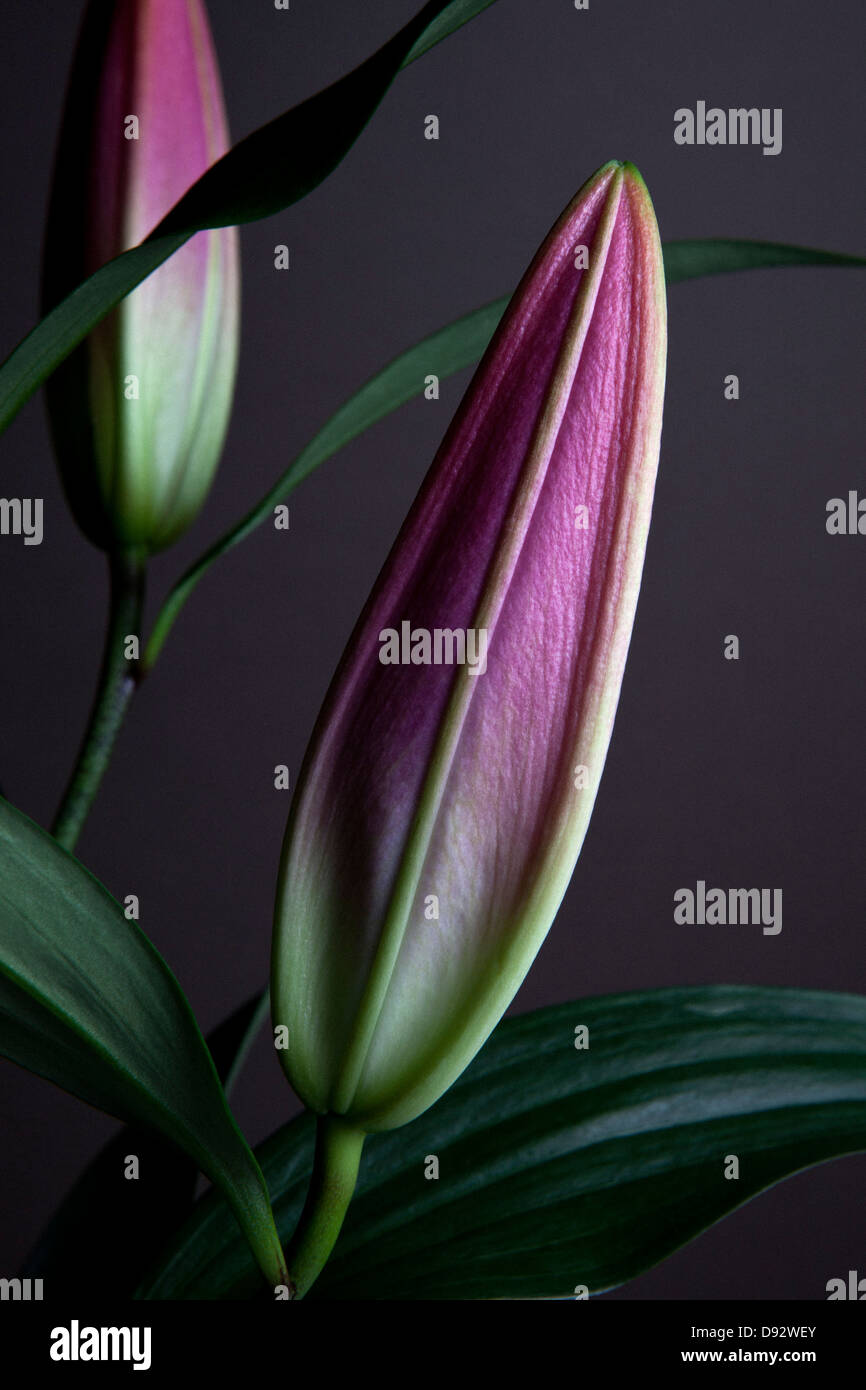 The buds of two Easter Lilies (Lilium Longiflorum) waiting to bloom, close-up Stock Photo
