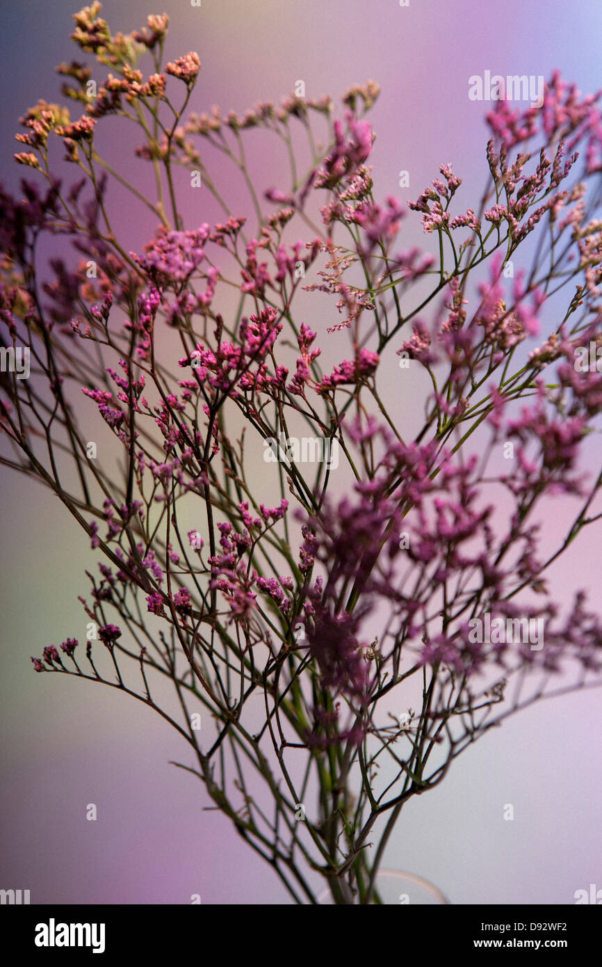 A bunch of pink Statice (Limonium) against a pastel background Stock Photo
