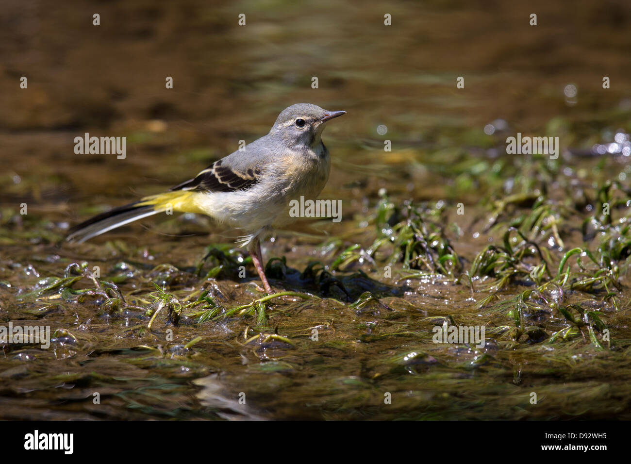 Grey Wagtail, female Stock Photo - Alamy