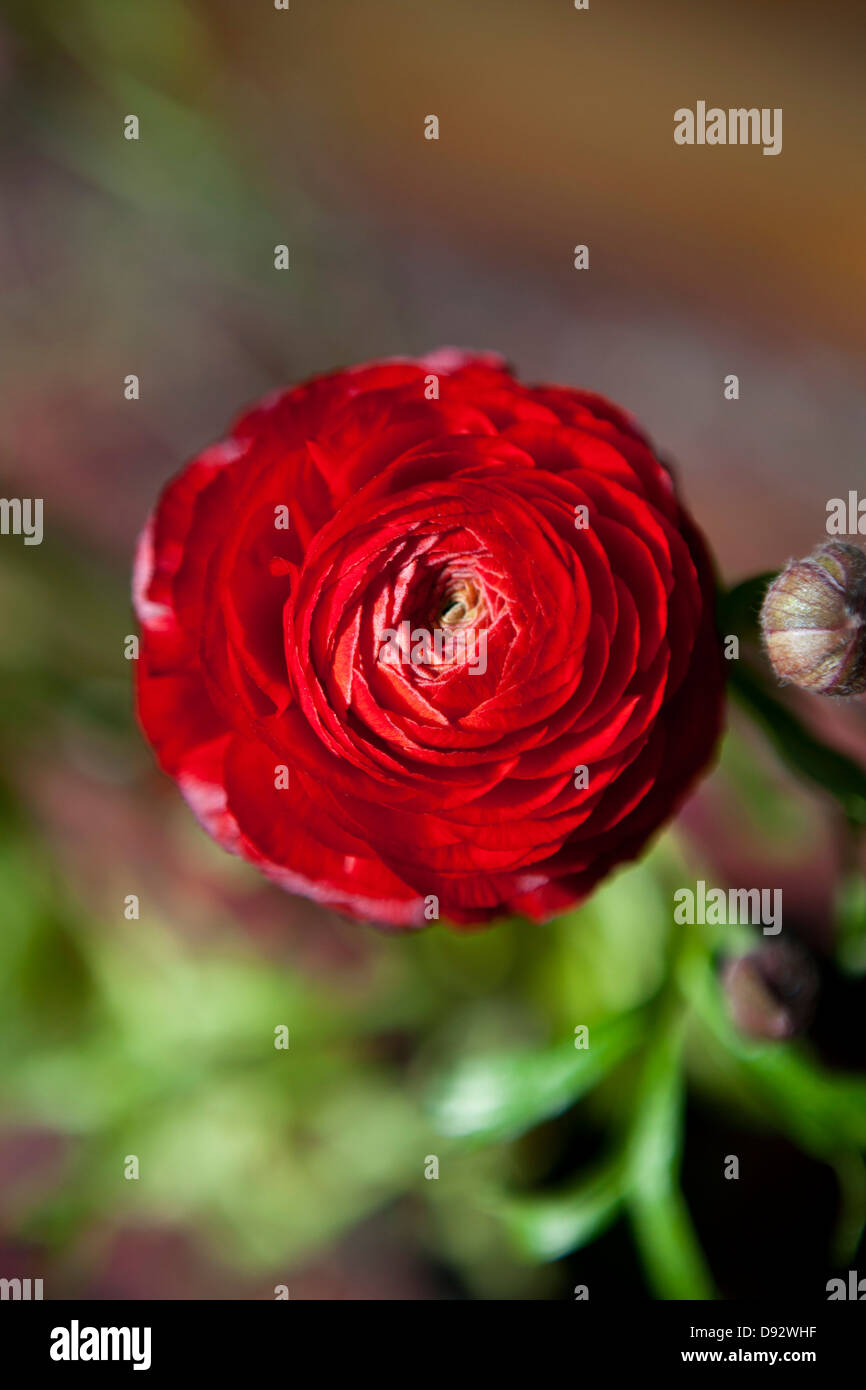 A red Ranunculus, close-up Stock Photo