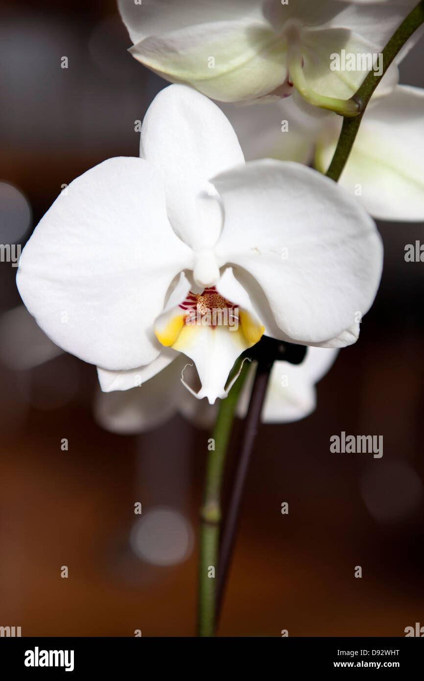 White Moth Orchids on a stem, close-up Stock Photo