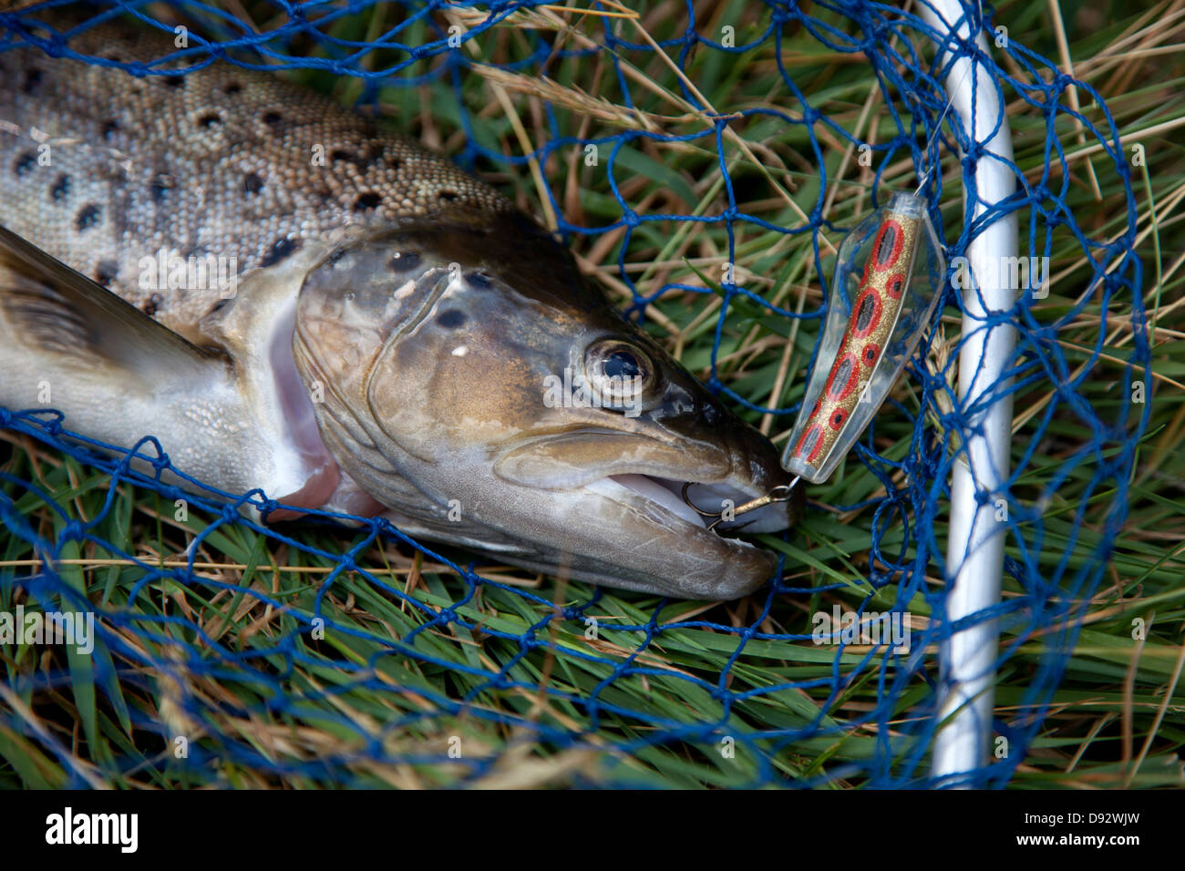 Freshly caught brown trout in net with hook in mouth Stock Photo Alamy