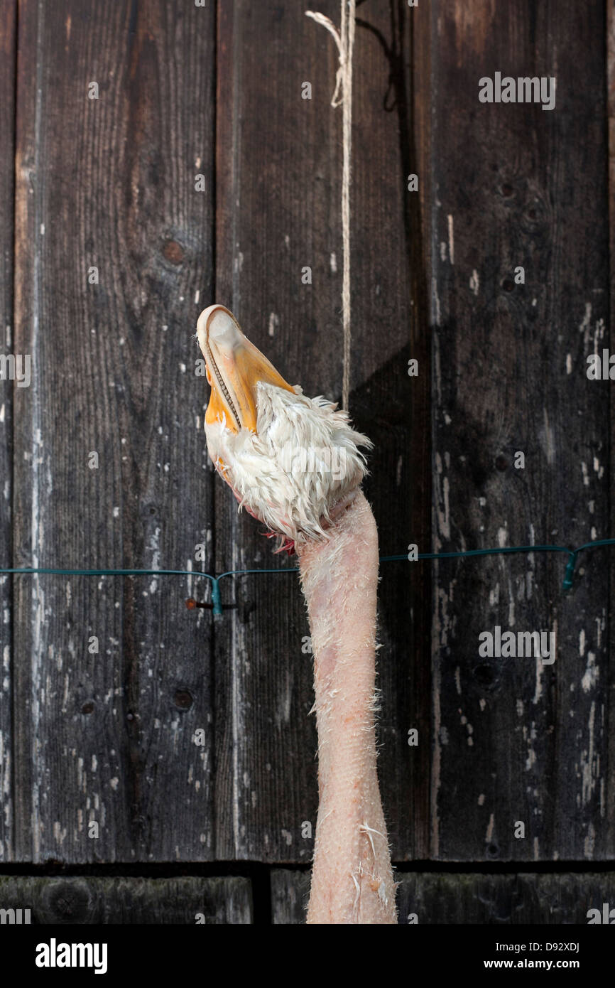 A single dead goose hanging from a string against a rustic wooden wall Stock Photo