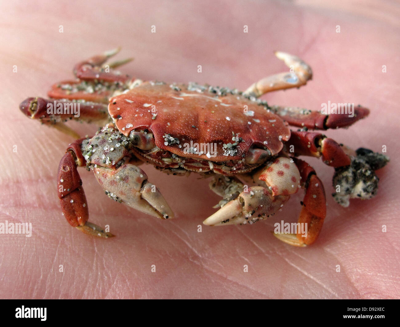 A sandy crab on a human palm, close-up focus on crab Stock Photo
