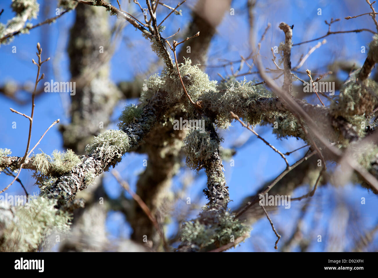 Moss growing on the branches of a tree Stock Photo