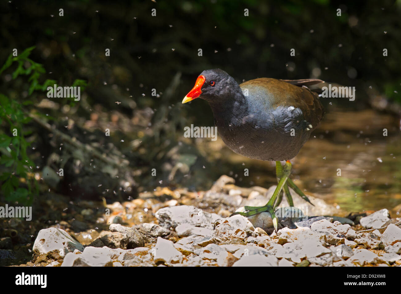 Moorhen surrounded by insects Stock Photo