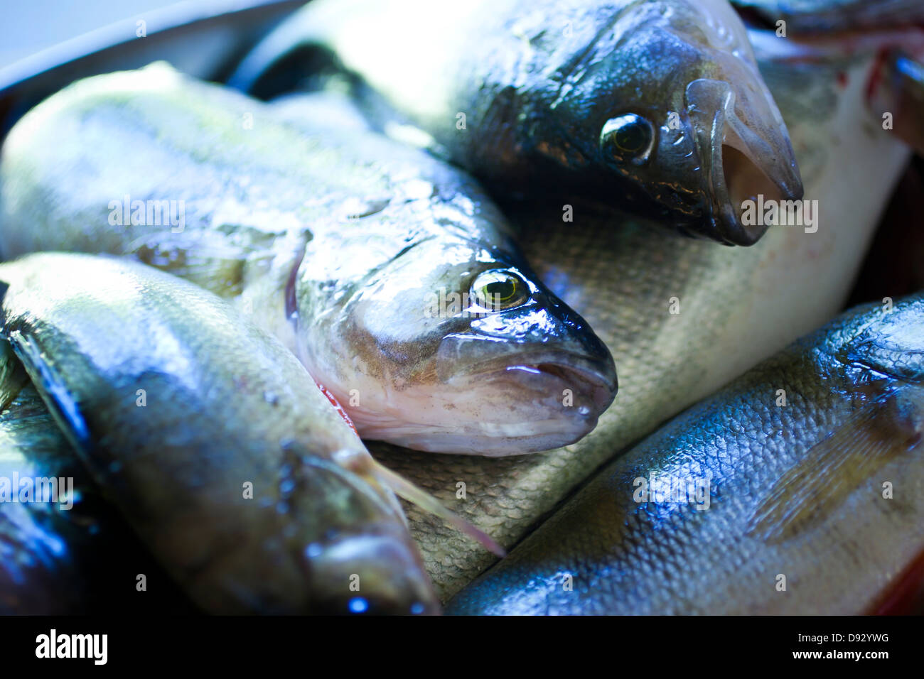 High angle view of dead fish Stock Photo