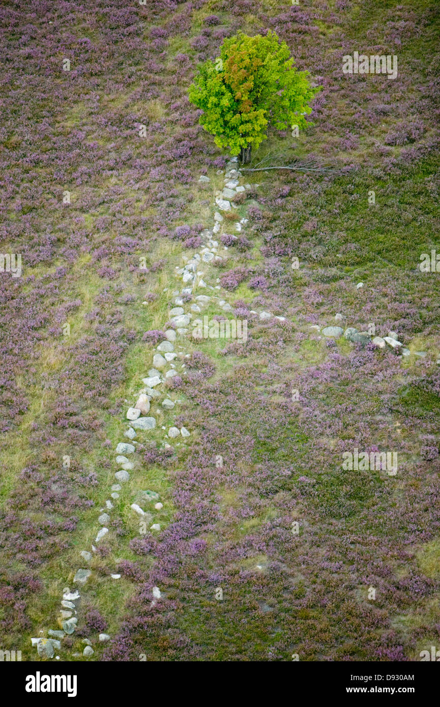Aerial photography of a field of heather, Sweden. Stock Photo