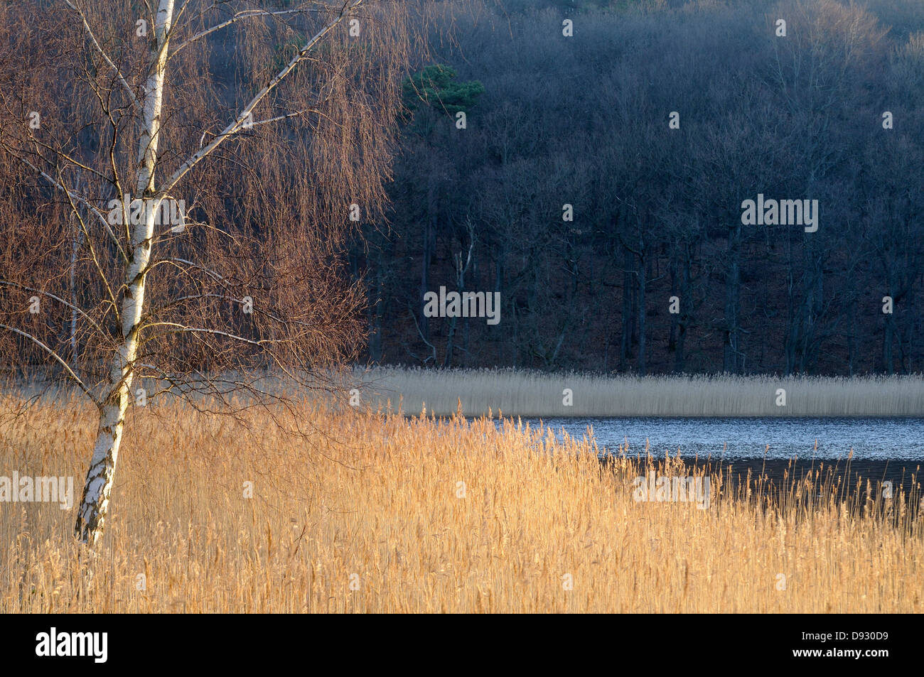 Birch-tree and reed by a lake, Sweden Stock Photo - Alamy