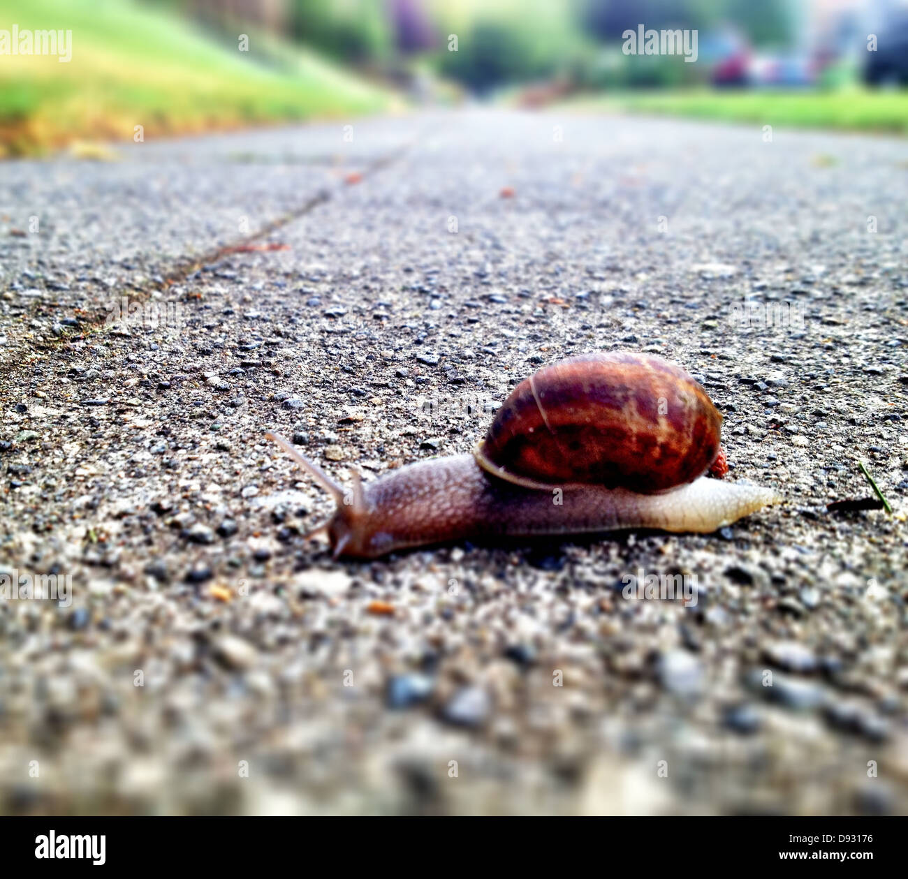 Snail crossing gravel road Stock Photo Alamy