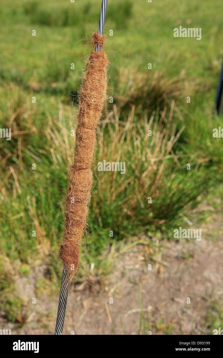 Cow hairs matted around the support wire of telegraph pole in a countryside field caused by rubbing themselves against the wire Stock Photo