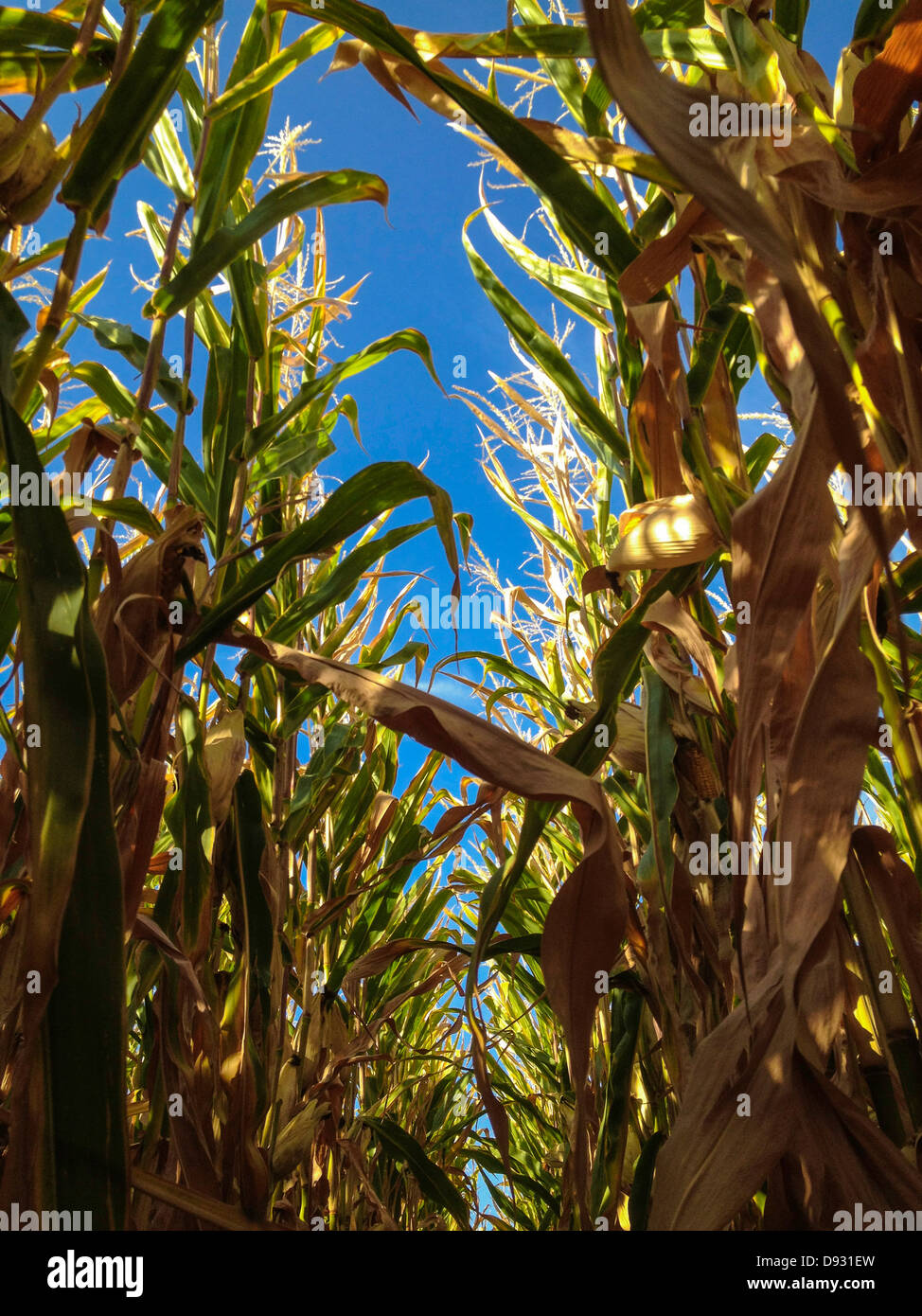 Corn stalks growing in field - Smartphone Captured Stock Image