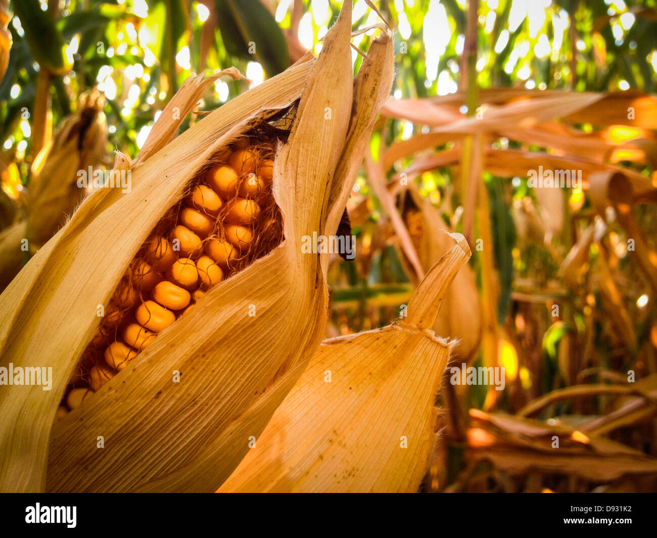 Corn stalks growing in field - Smartphone Captured Stock Image