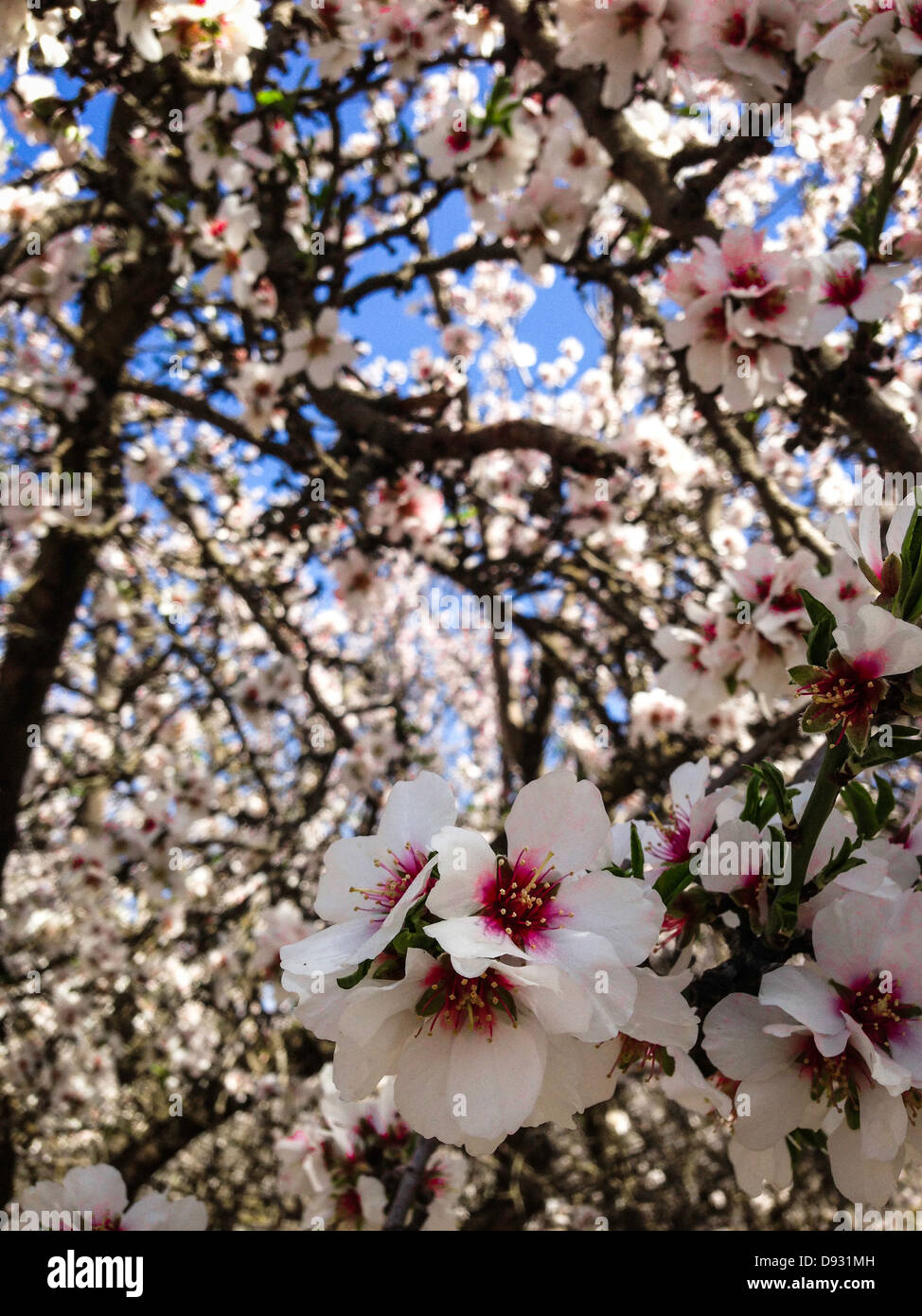 Trees blossoming in orchard - Smartphone Captured Stock Image