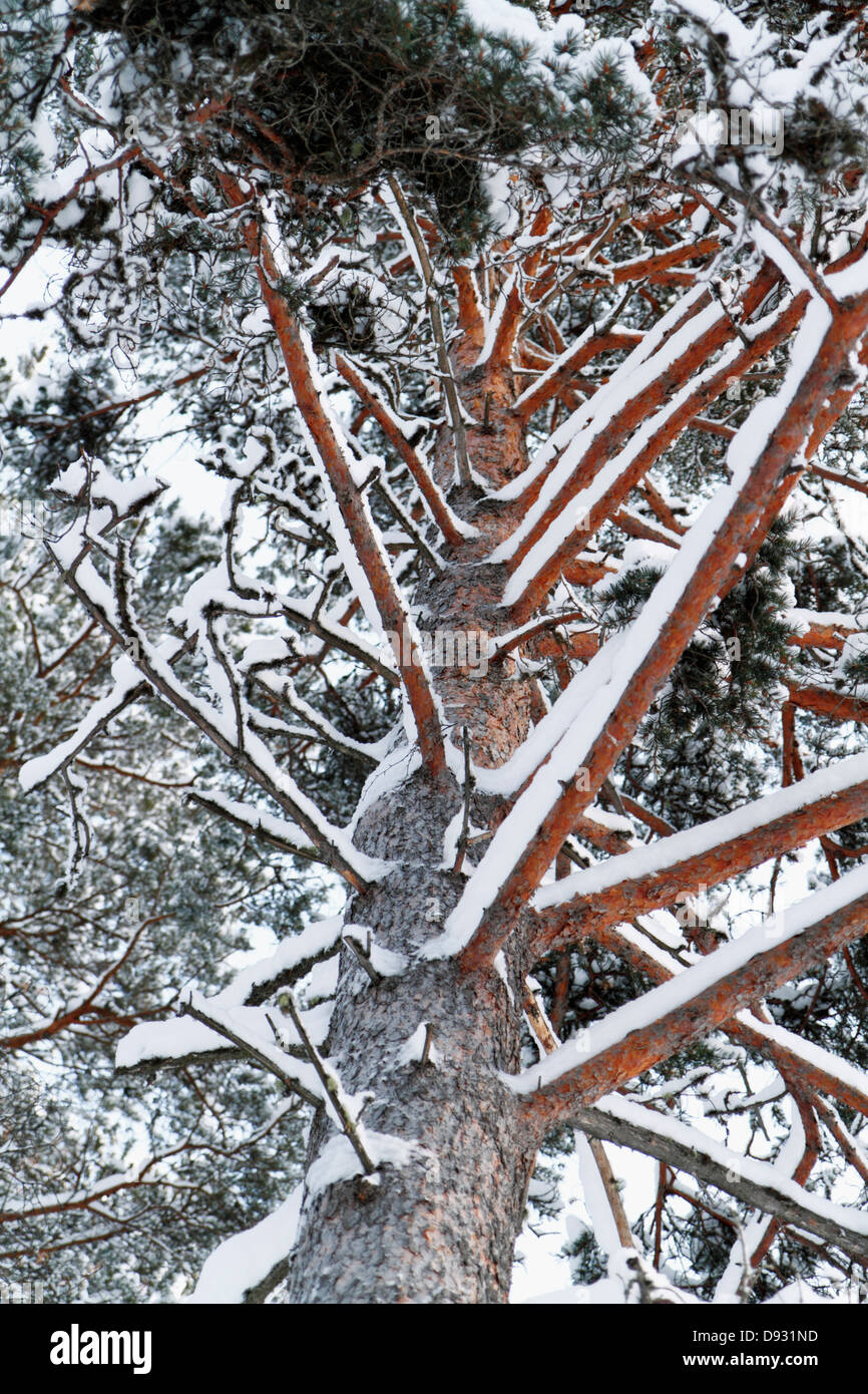 Branch pine tree covered hi-res stock photography and images - Alamy