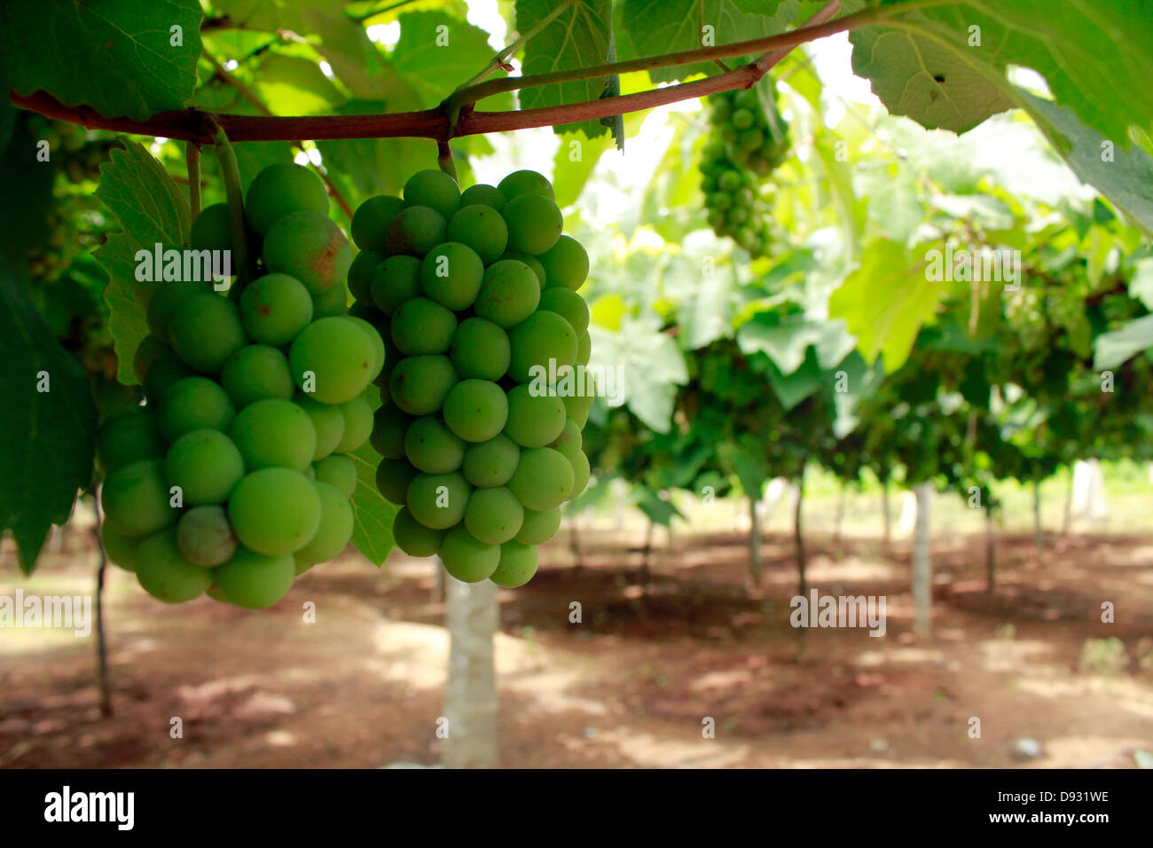 grapes in a vineyard at Devanahalli, 40 miles from Bangalore; India Stock Photo