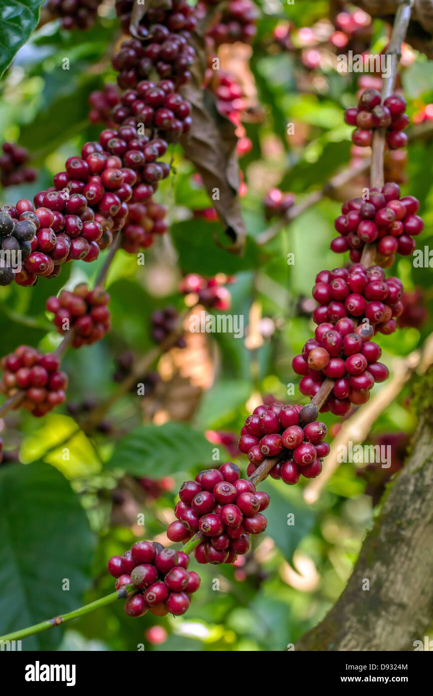 Coffee bean tree hires stock photography and images Alamy