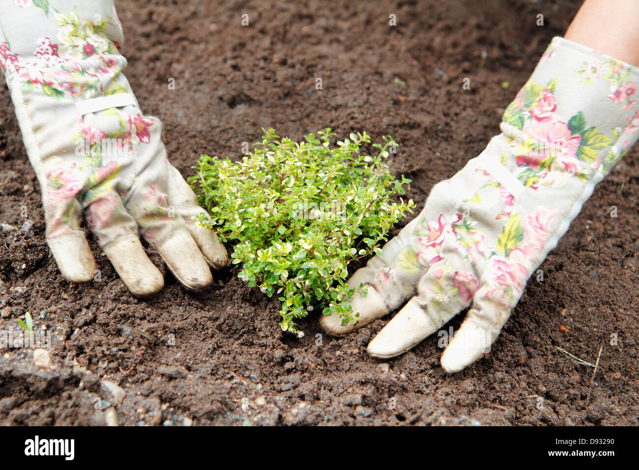 Hands planting thyme Stock Photo
