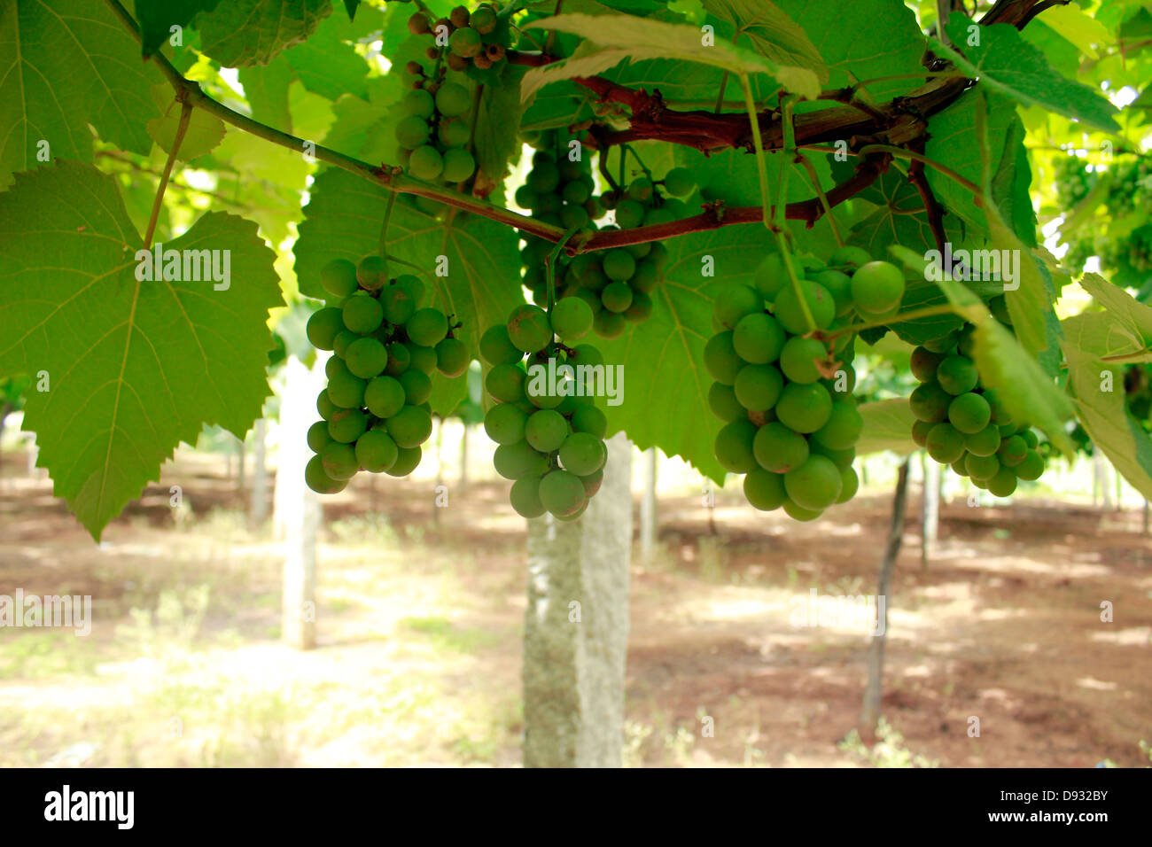 Farming vine hires stock photography and images Alamy