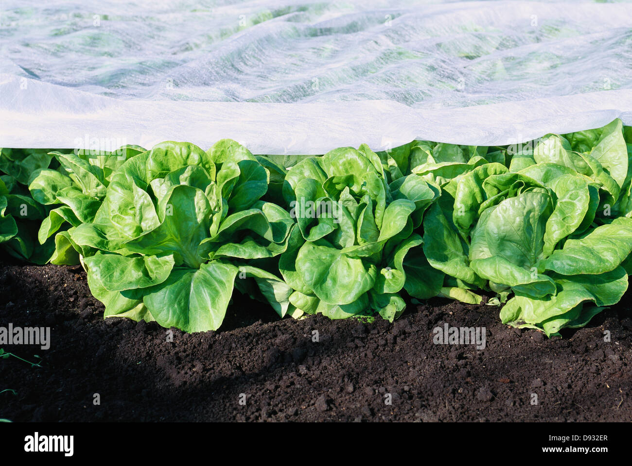 Lettuce under a fibre cloth, Sweden Stock Photo Alamy