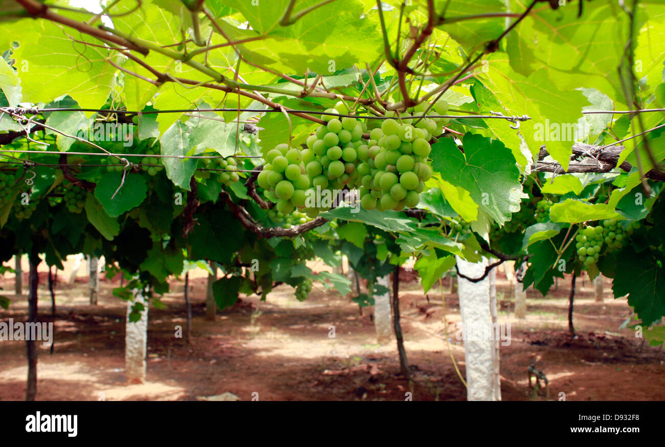 grapes in a vineyard at Devanahalli, 40 miles from Bangalore; India Stock Photo