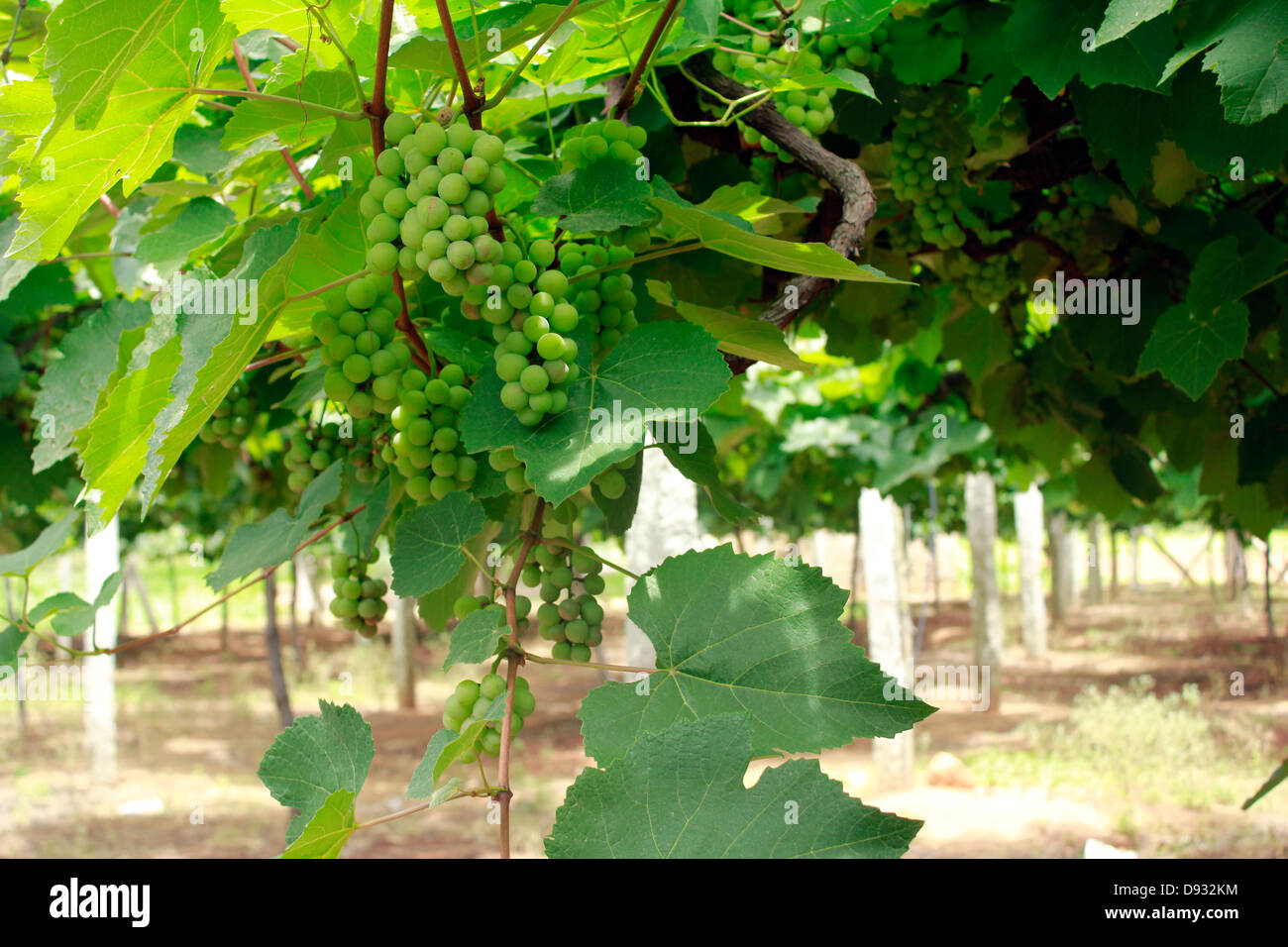 A grape from vine bloom hires stock photography and images Alamy
