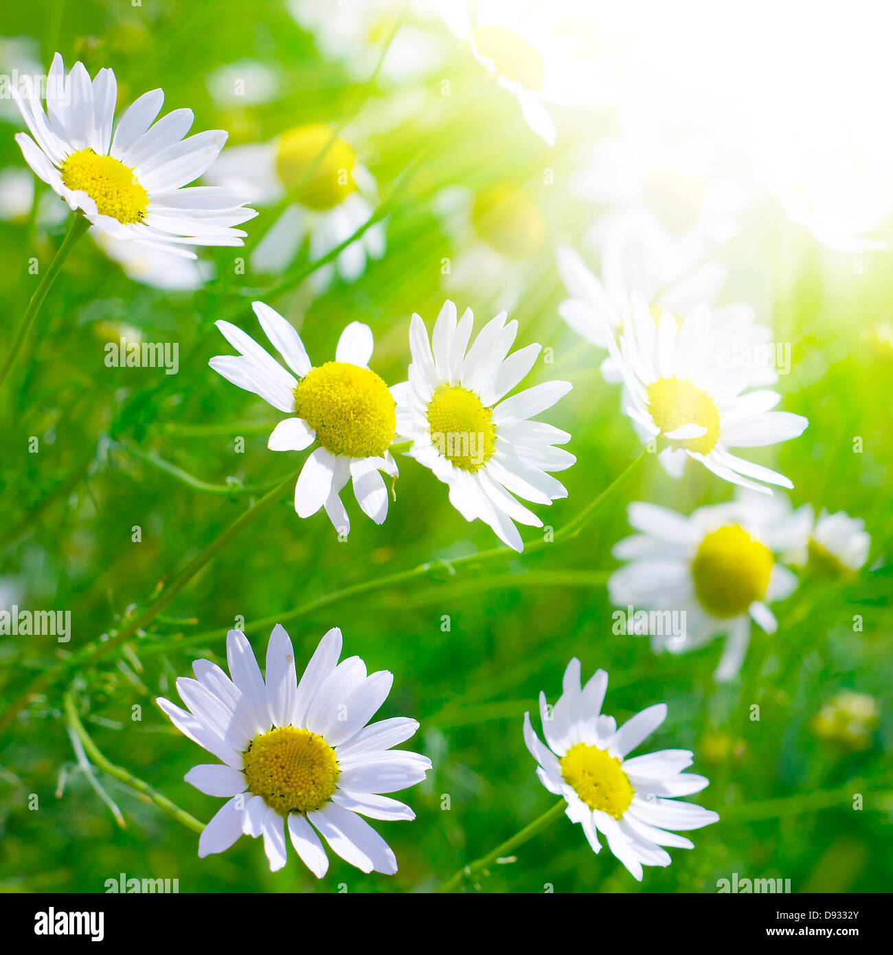Beautiful field on sunny hi-res stock photography and images - Alamy