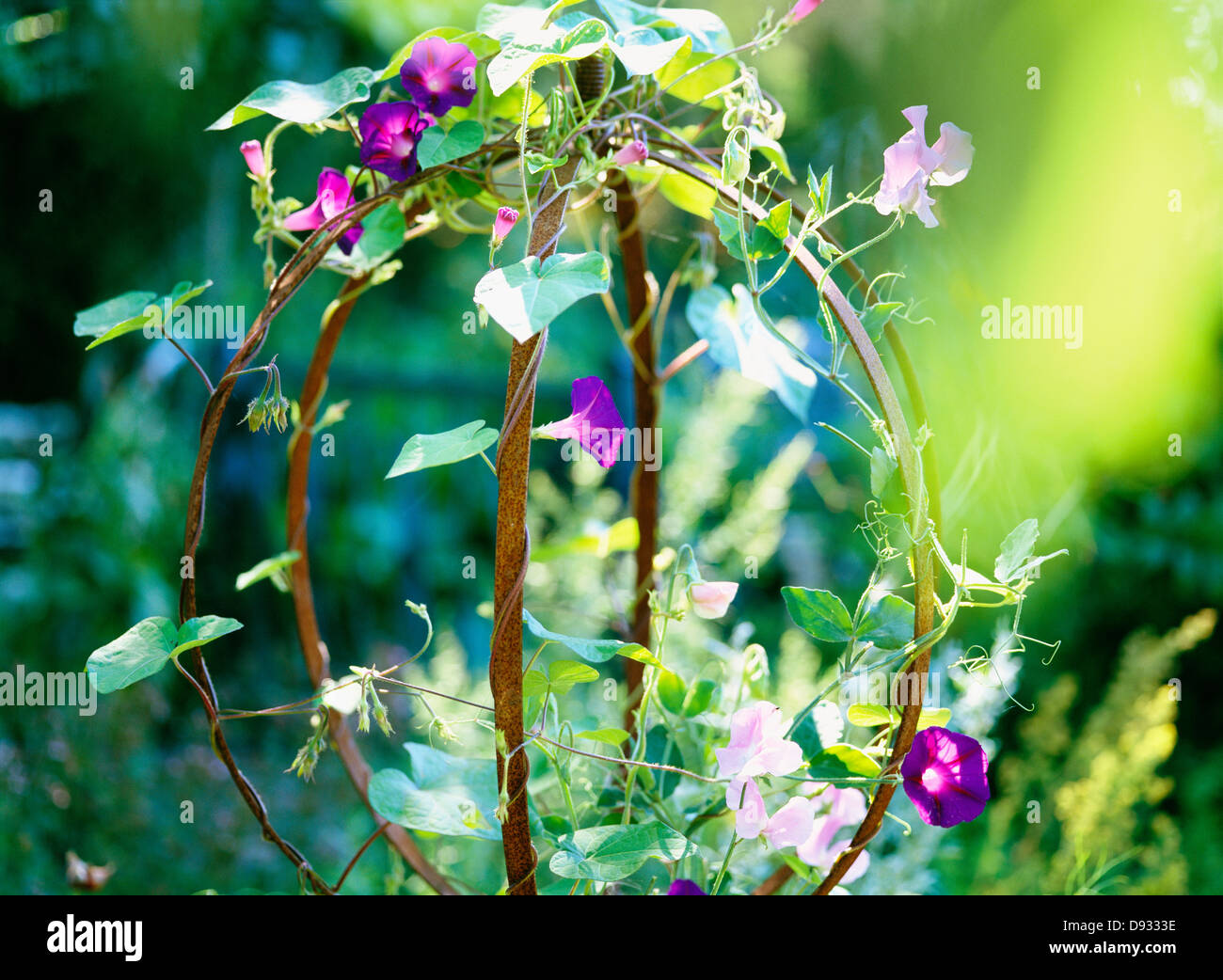 Ipomoea tricolor and Sweet pea, Sweden. Stock Photo