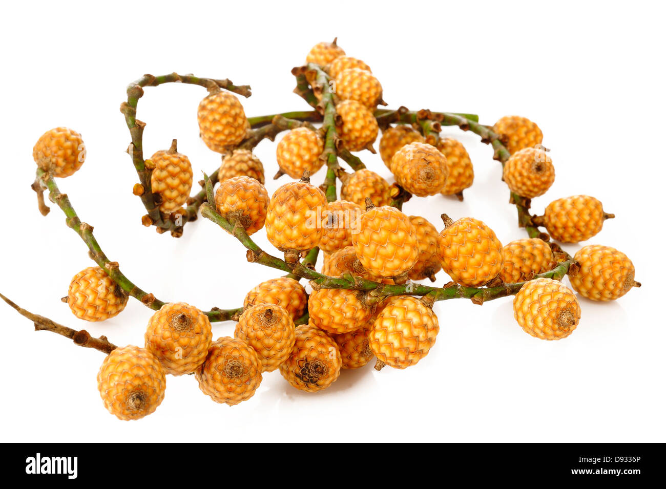 Rattan fruit isolated on white background Stock Photo Alamy