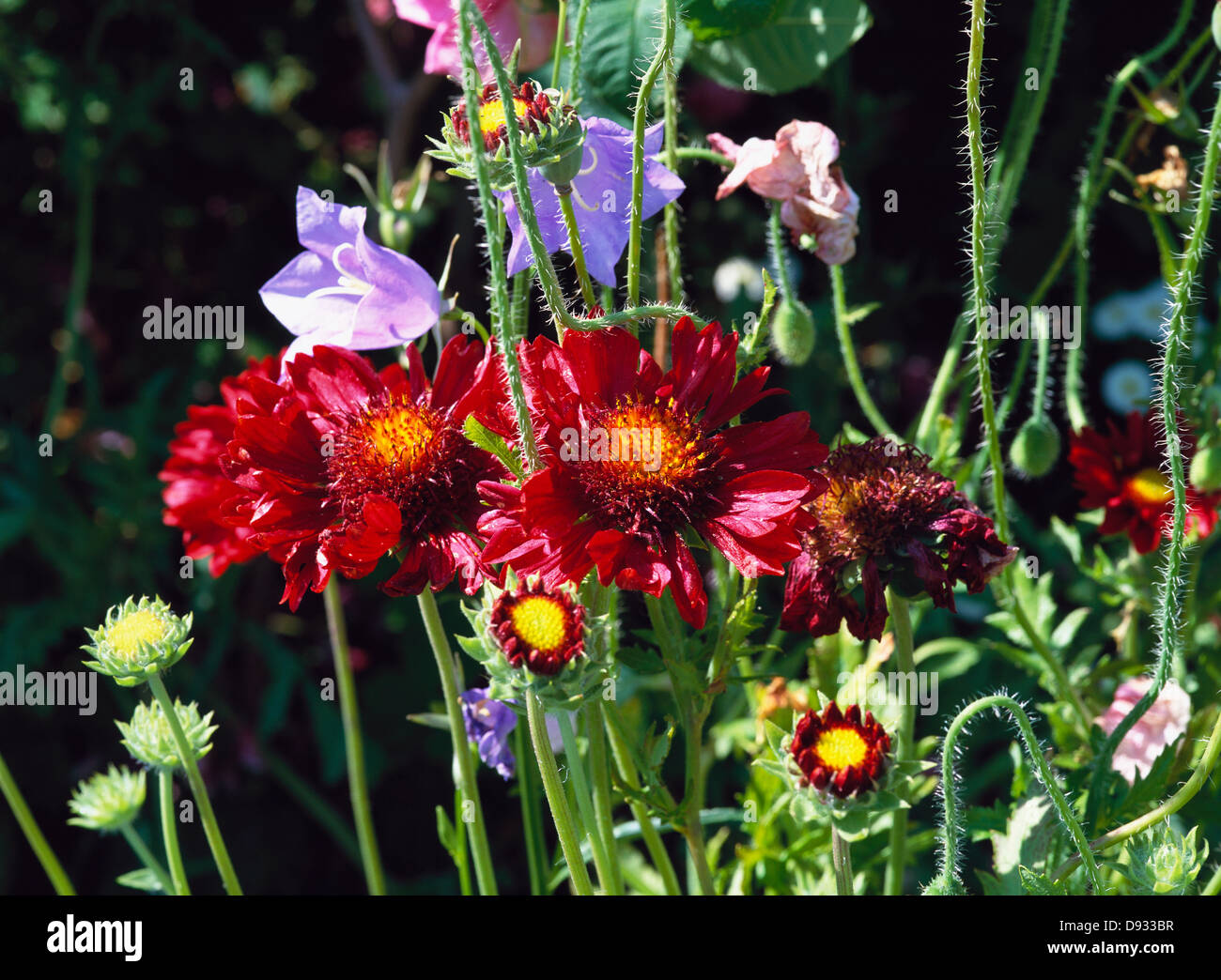 Common gaillardia hi res stock photography and images Alamy
