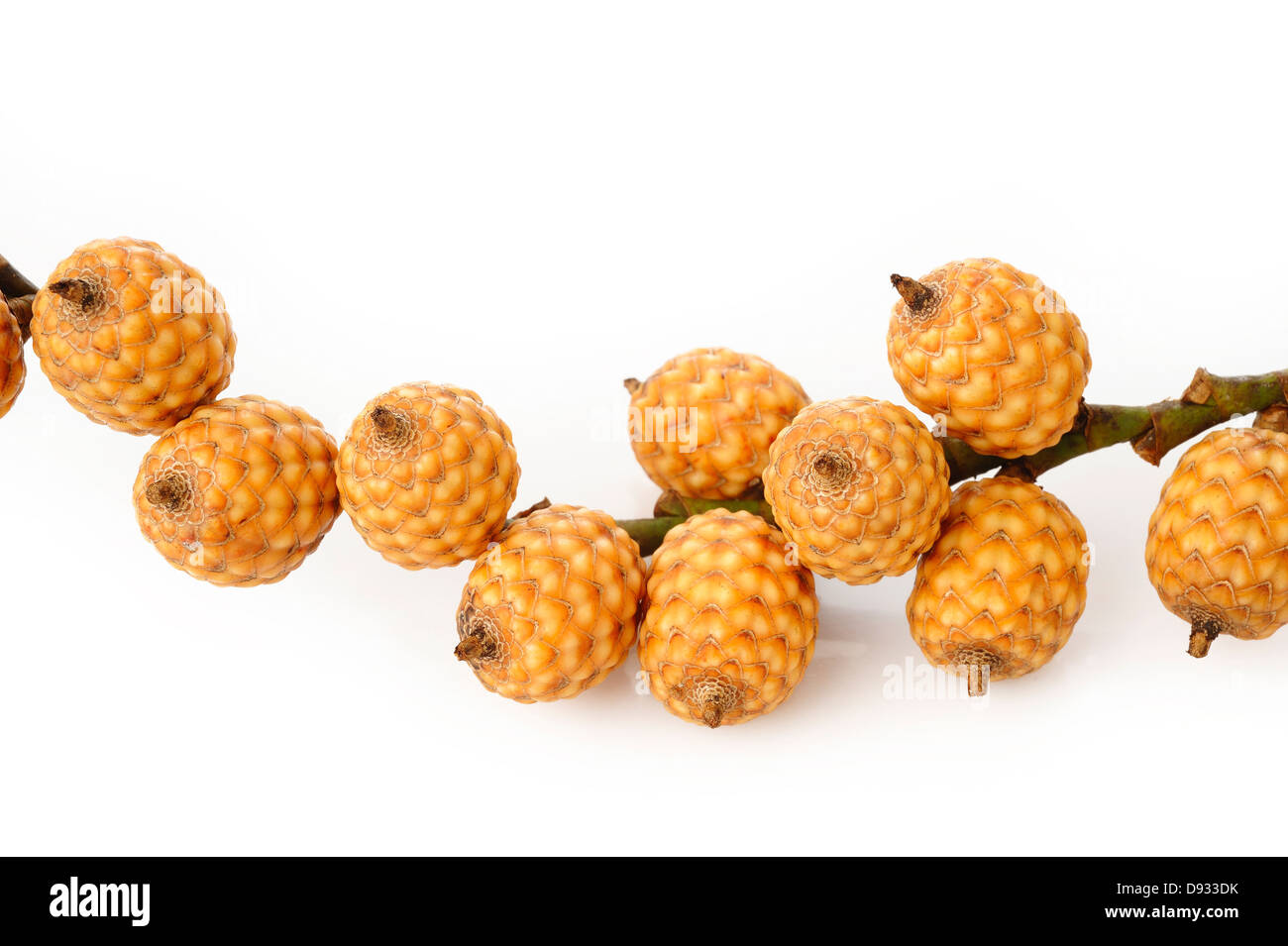 rattan fruit on white background Stock Photo Alamy
