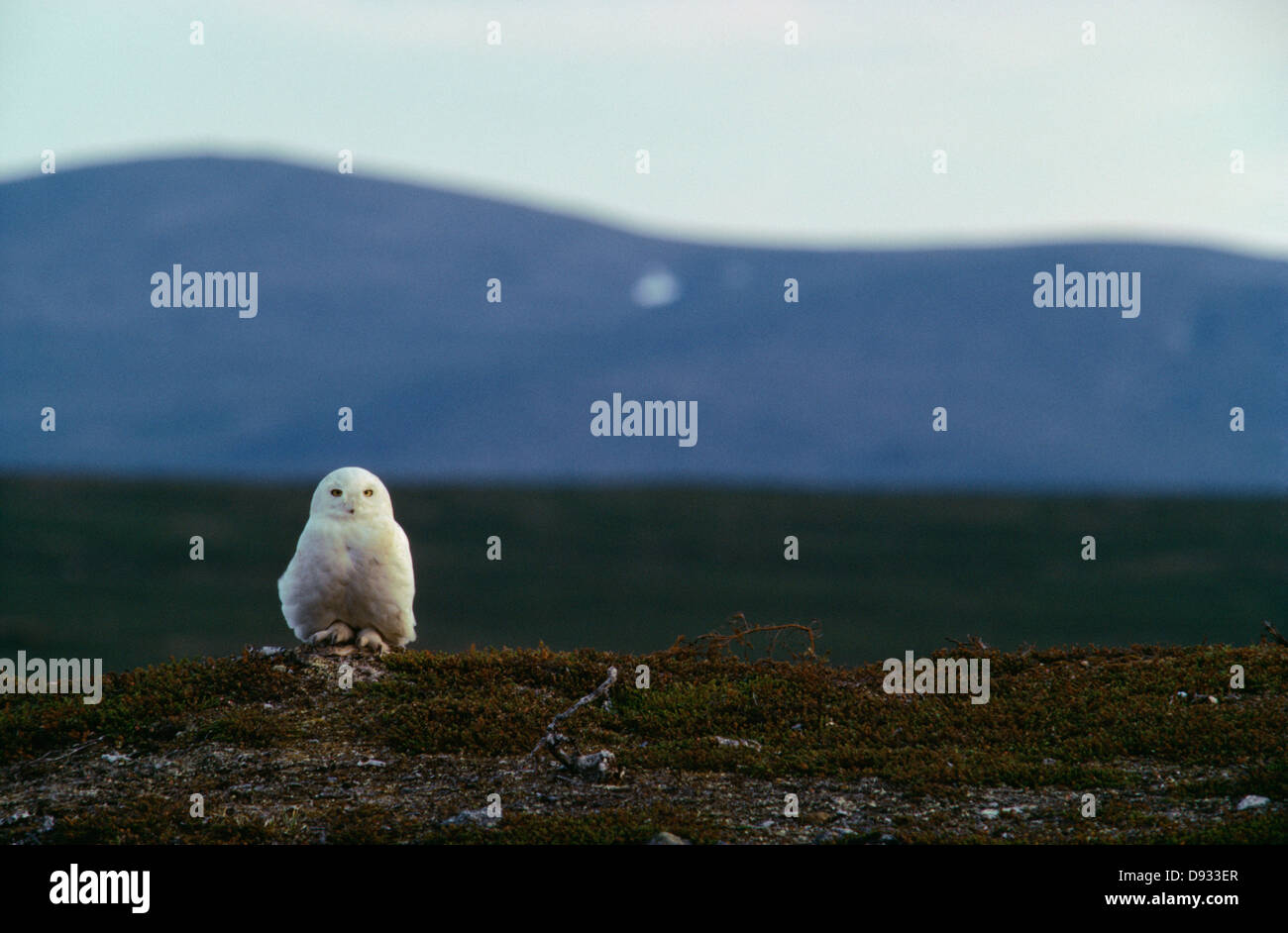 White owl with mountains in background Stock Photo